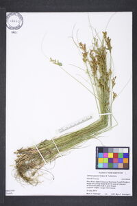 Juncus greenei image