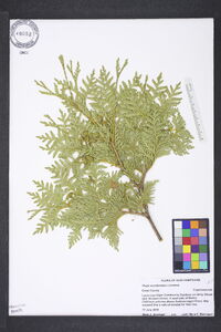 Thuja occidentalis image