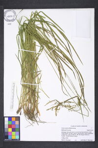 Carex prasina image