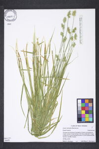 Carex normalis image