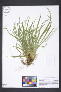 Carex laxiculmis image