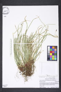Carex pedunculata var. pedunculata image