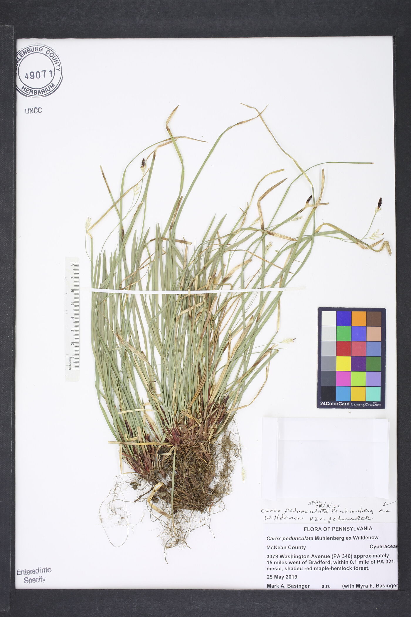 Carex pedunculata var. pedunculata image