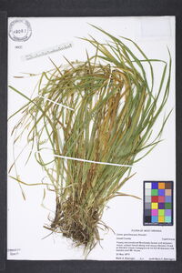 Carex gracilescens image