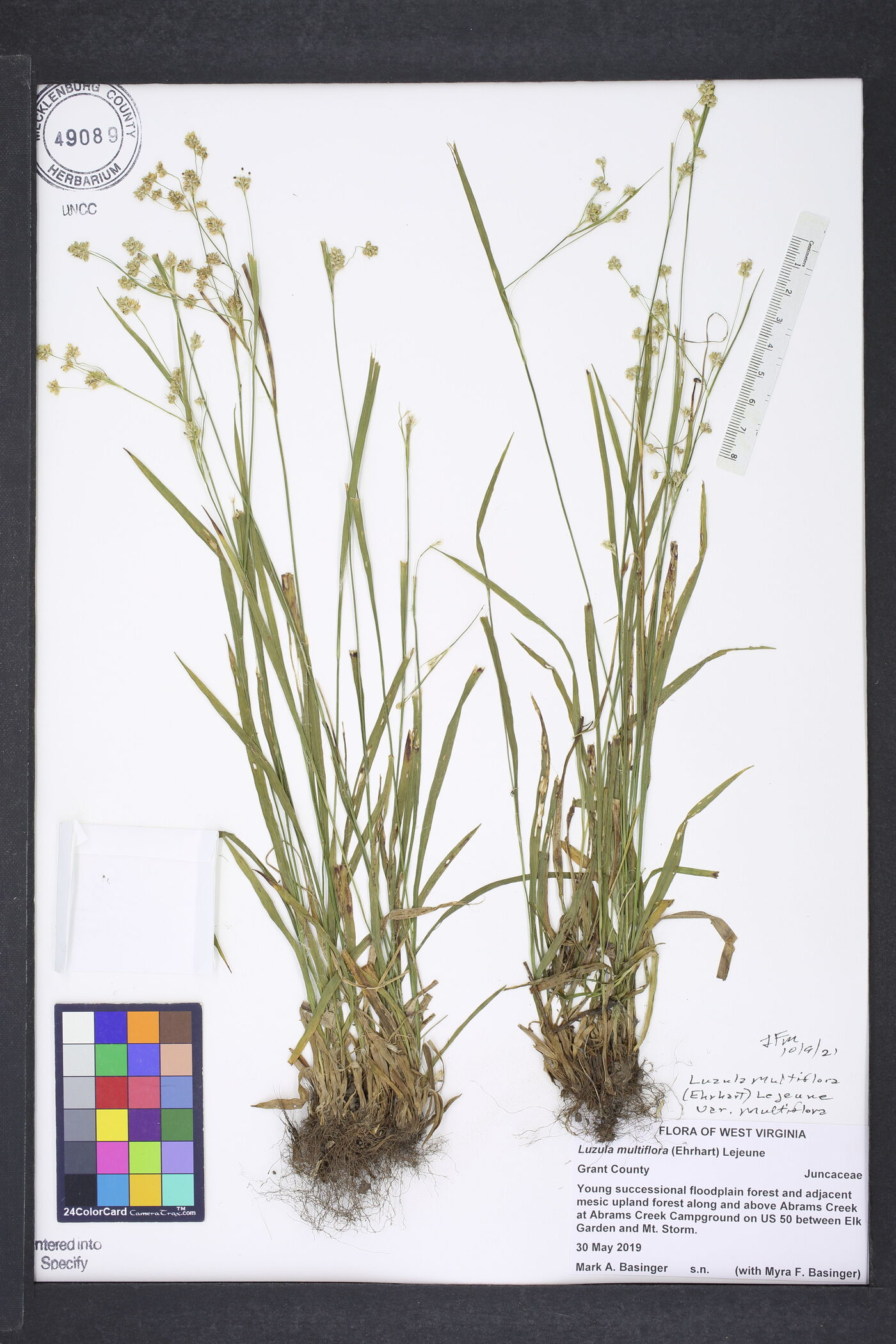 Luzula multiflora var. multiflora image