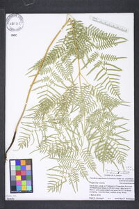 Pteridium caudatum image