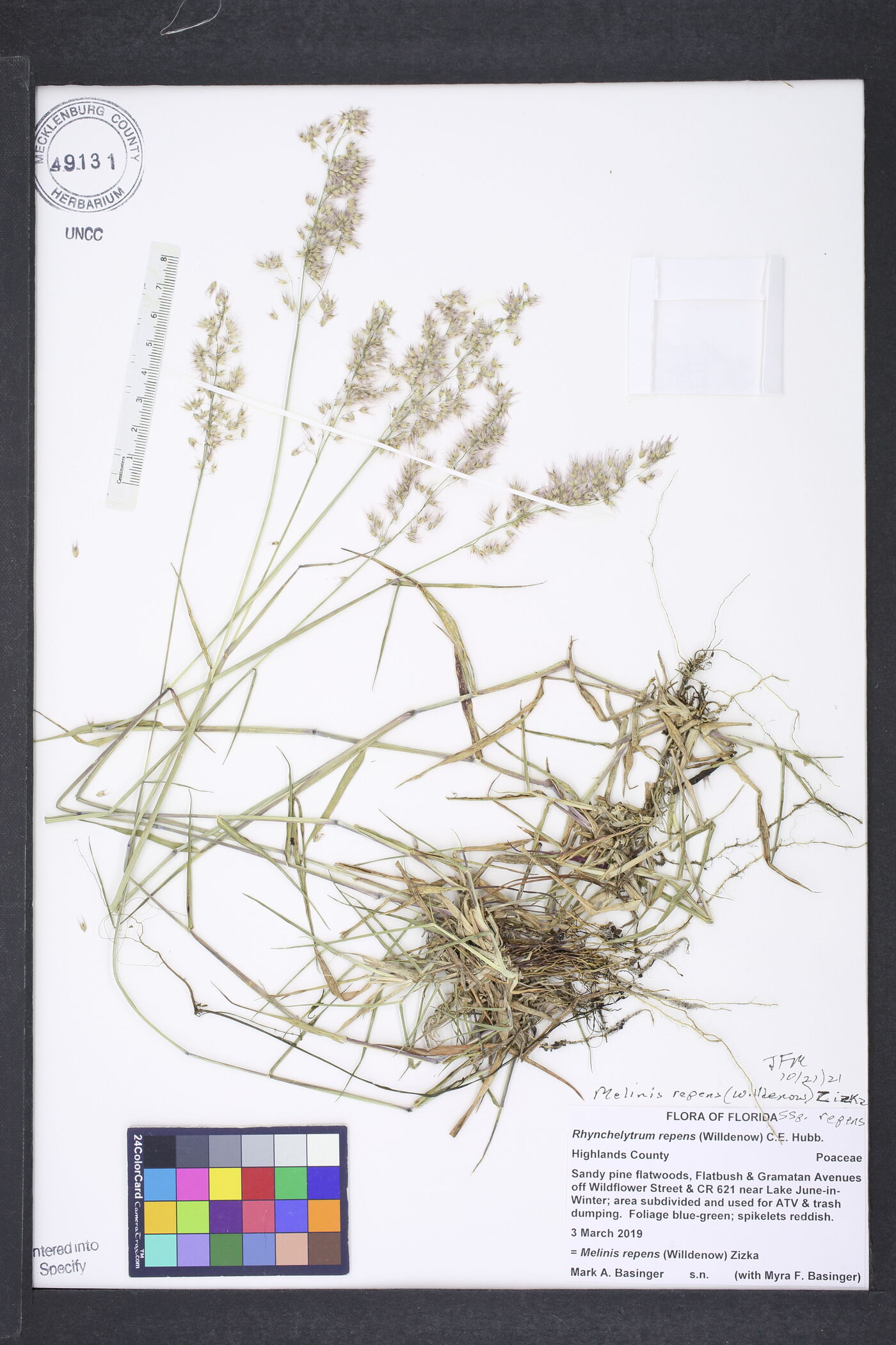 Melinis repens subsp. repens image