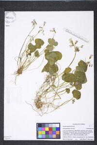 Oxalis debilis image