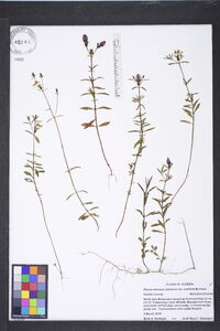 Rhexia mariana var. exalbida image