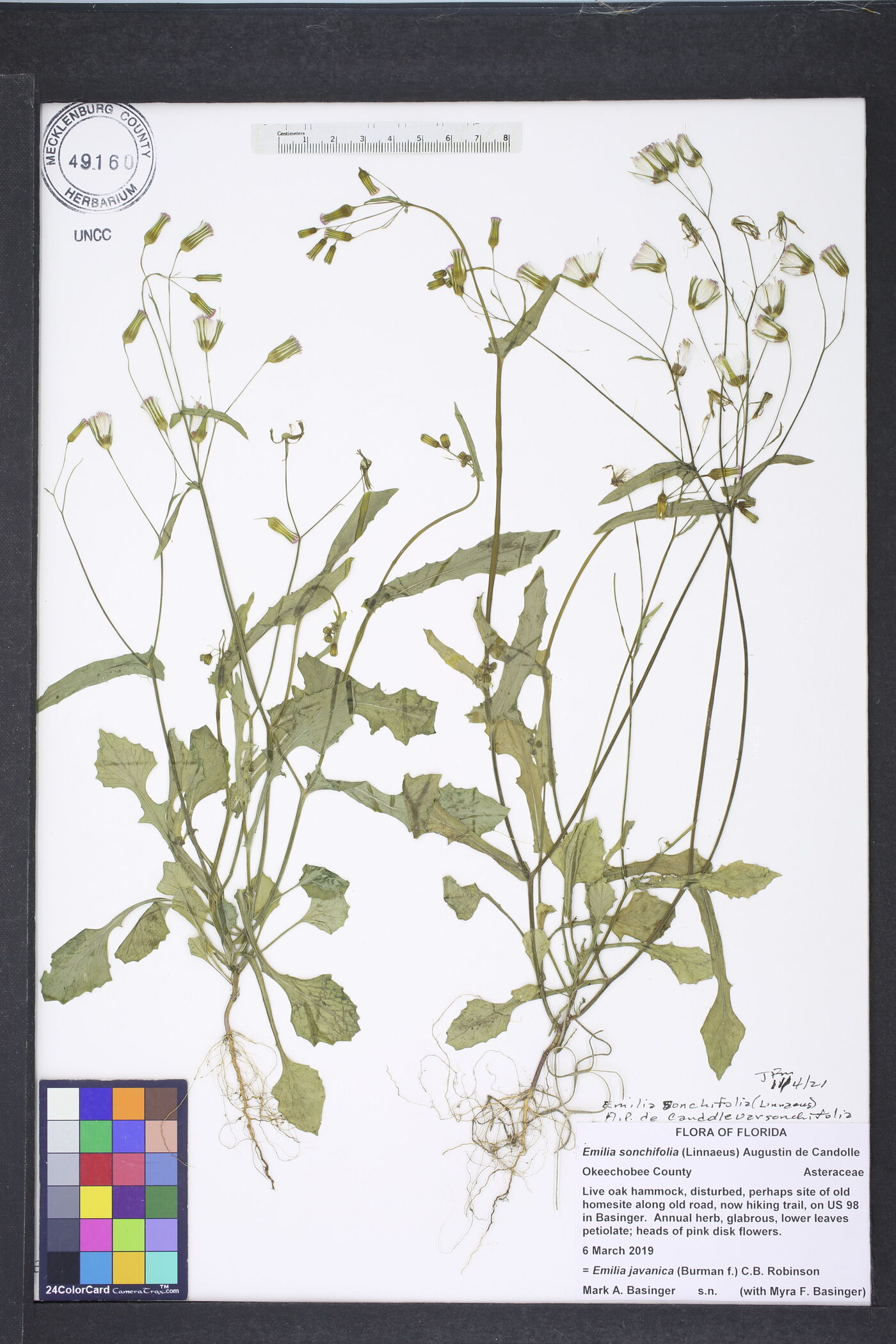 Emilia sonchifolia var. sonchifolia image