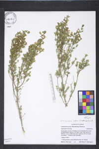 Clinopodium ashei image