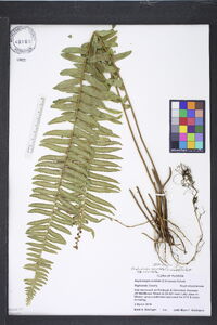 Nephrolepis exaltata image