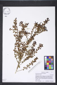 Vaccinium myrsinites image