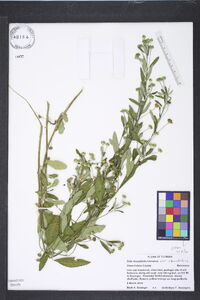 Sida rhombifolia image