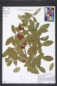 Schinus terebinthifolia image