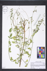 Desmodium tortuosum image