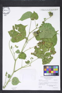 Abutilon theophrasti image