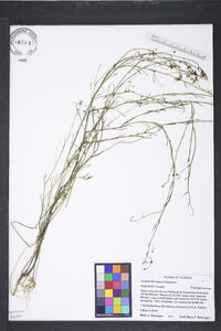Linaria floridana image