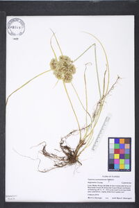 Cyperus surinamensis image