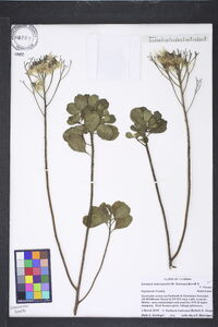 Garberia heterophylla image