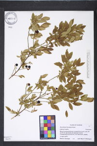 Vaccinium fuscatum image