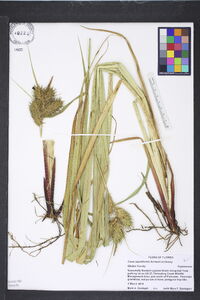 Carex lupuliformis image