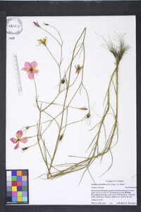 Sabatia grandiflora image