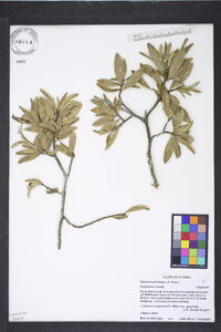 Quercus geminata image