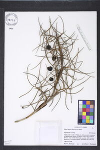 Sabal etonia image