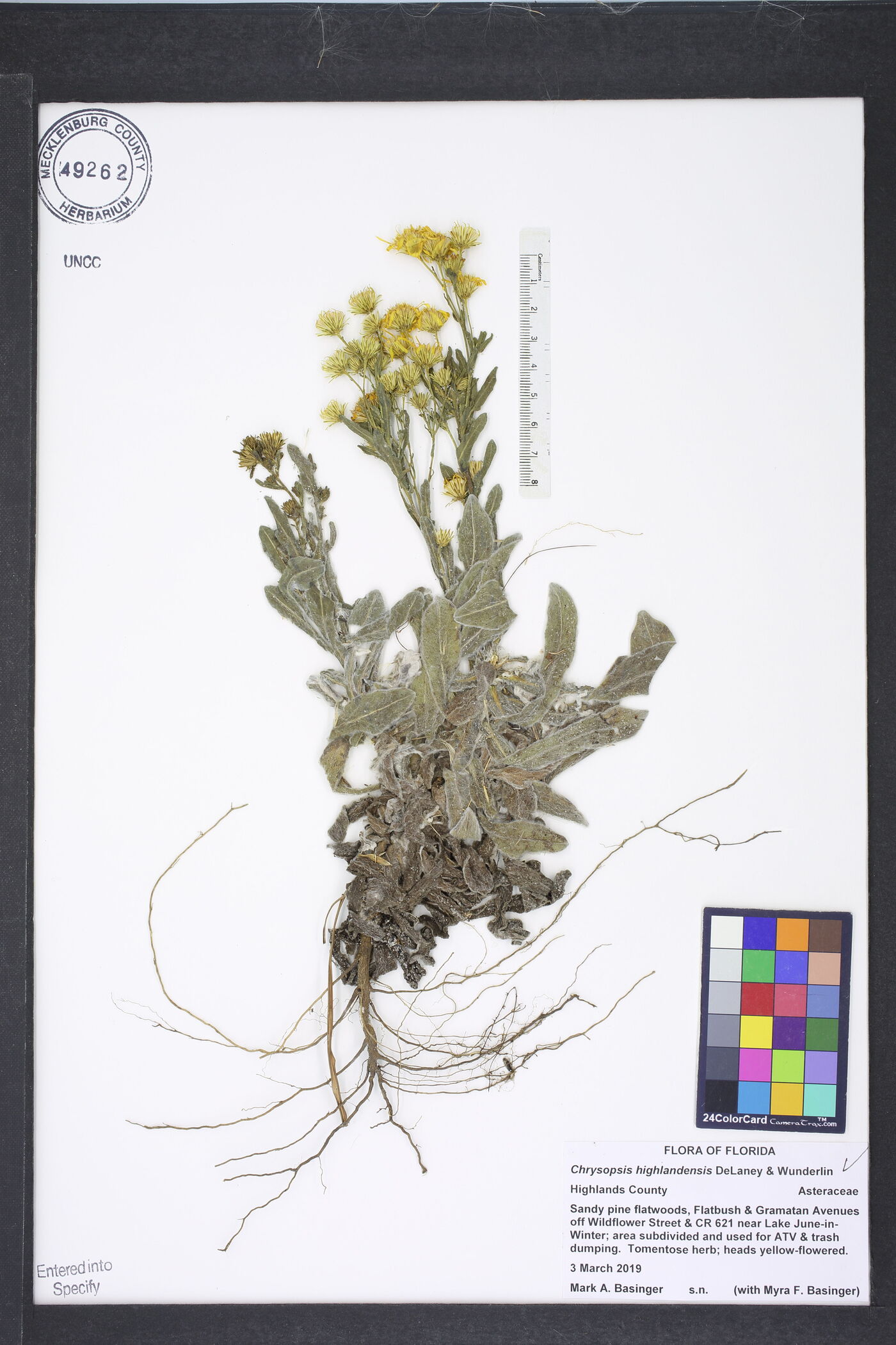 Chrysopsis highlandsensis image
