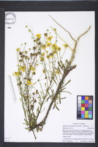 Balduina angustifolia image