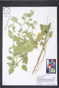 Sida cordifolia image