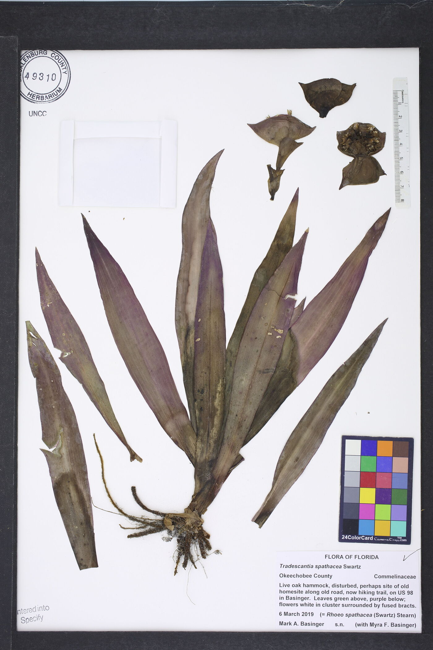 Tradescantia spathacea image