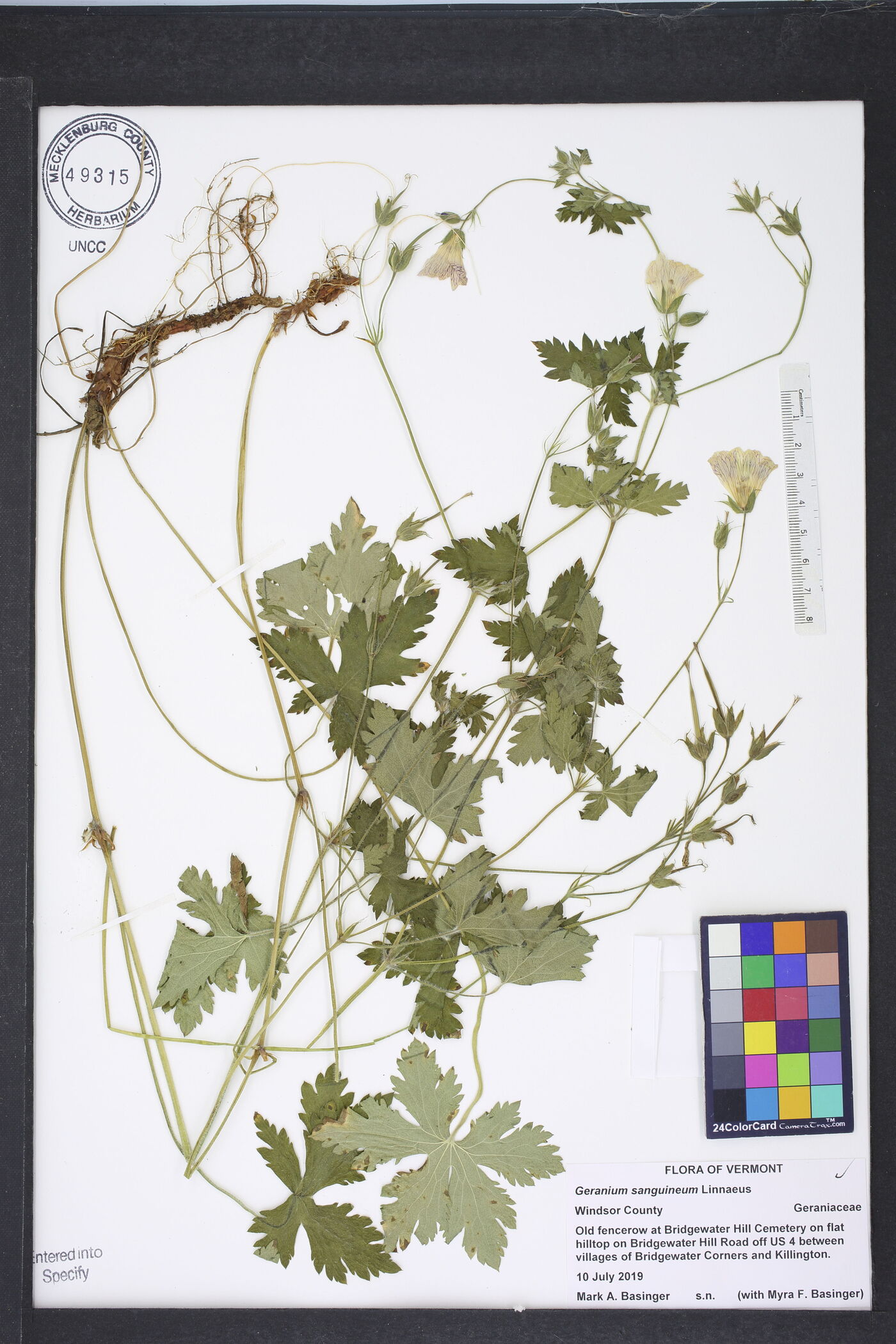 Geranium sanguineum image