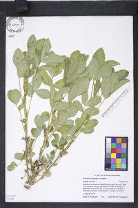 Arachis hypogaea image