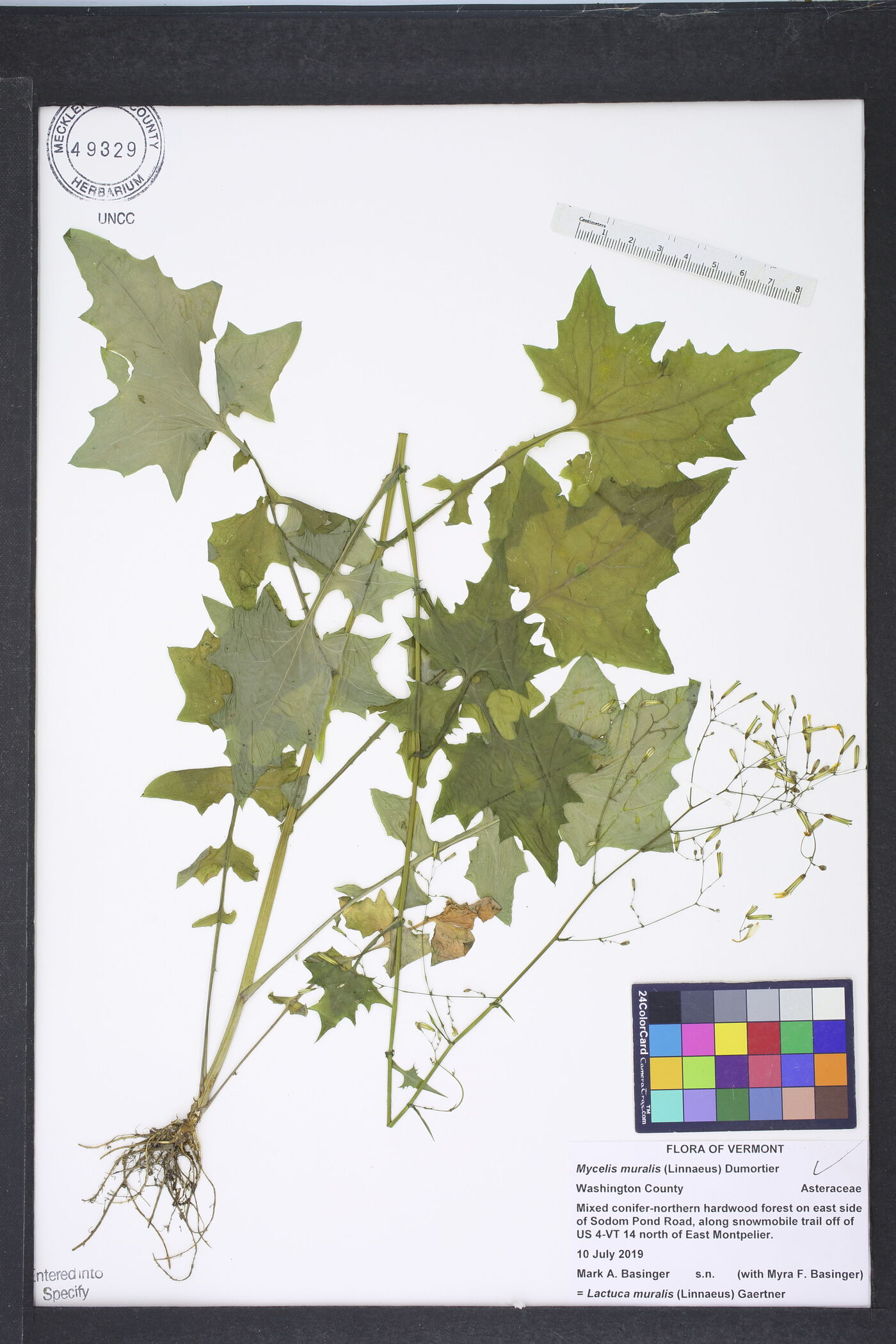 Lactuca muralis image