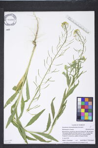 Erysimum cheiranthoides image