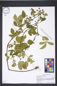 Rubus flagellaris image