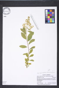 Spiraea latifolia image