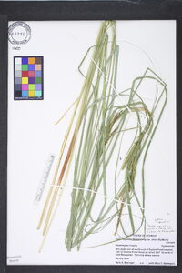 Carex aquatilis var. substricta image