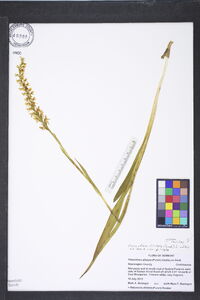 Platanthera dilatata var. dilatata image