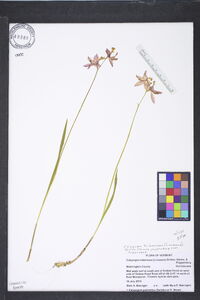 Calopogon tuberosus var. tuberosus image