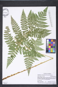 Dryopteris campyloptera image