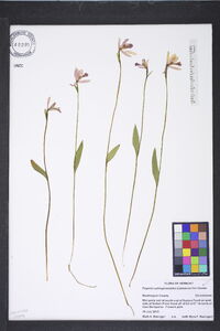 Pogonia ophioglossoides image