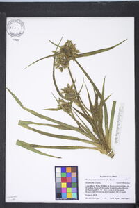 Tradescantia roseolens image