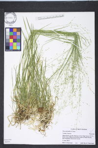 Poa sylvestris image