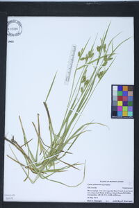 Carex pallescens image