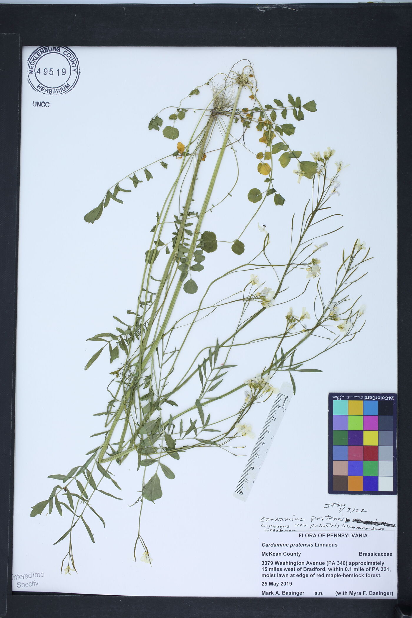 Cardamine dentata image