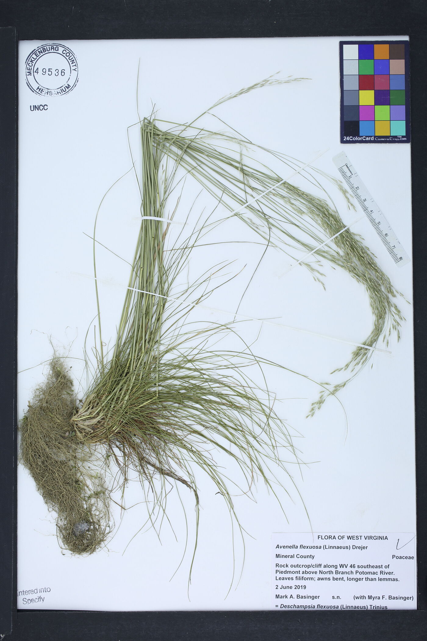 Avenella flexuosa image
