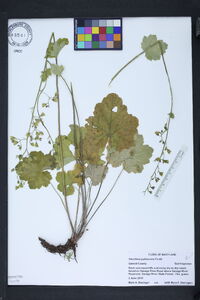 Heuchera pubescens image